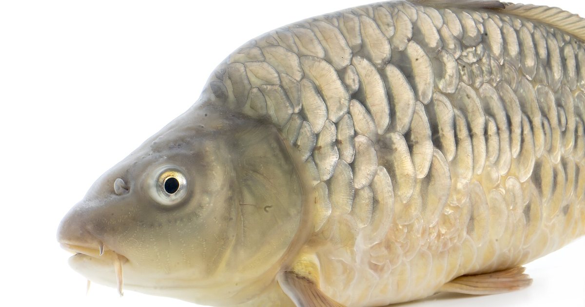 Common carp — 호주 공원 거대 잉어, 외래종 잡았는데 왜 불법일까요?