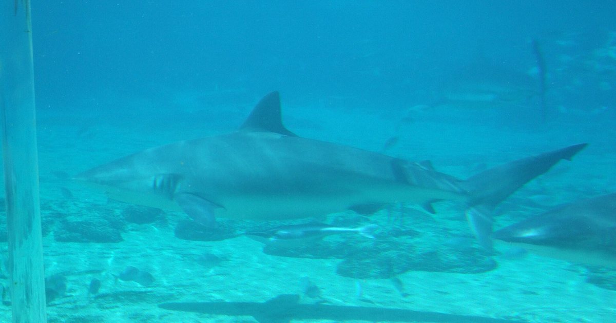 Dusky shark — 부산 여객터미널 바다 맴도는 상어 부캉이, 왜 안 떠날까