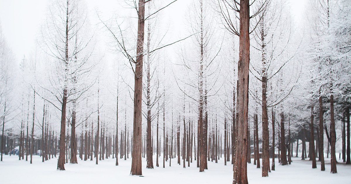 Namiseom — Nami Island day trip from Seoul: is it worth it, and how to get there